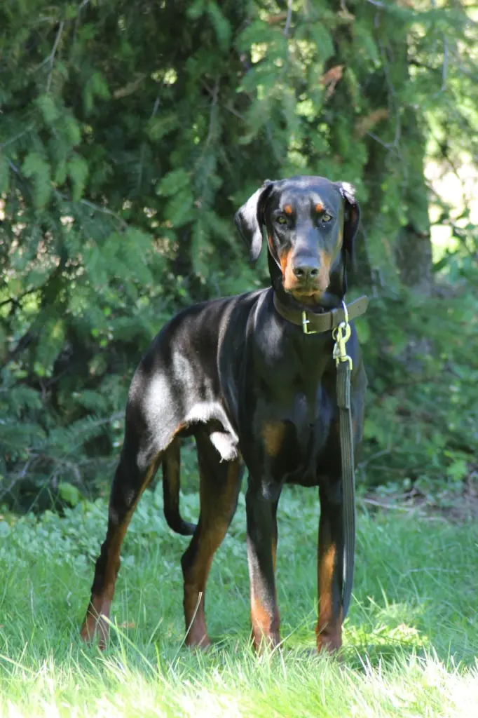 Condolence image of Frank (Herrchen)