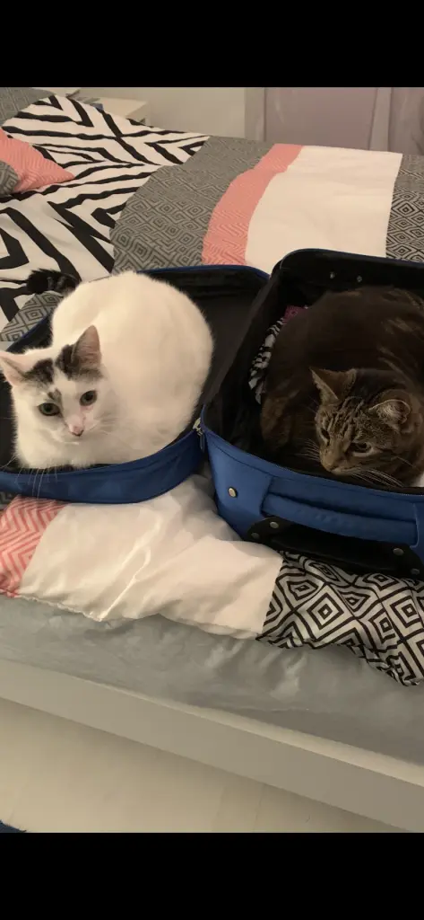 Condolence image of Inge u. Tassilo 