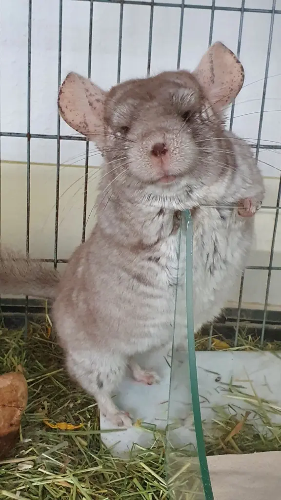 Condolence image of Ilona und Wolfgang mit Speedy tief im Herzen ❤️