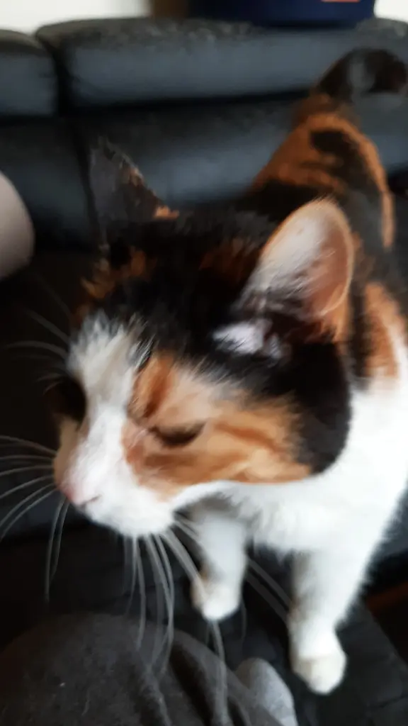 Image from Luna