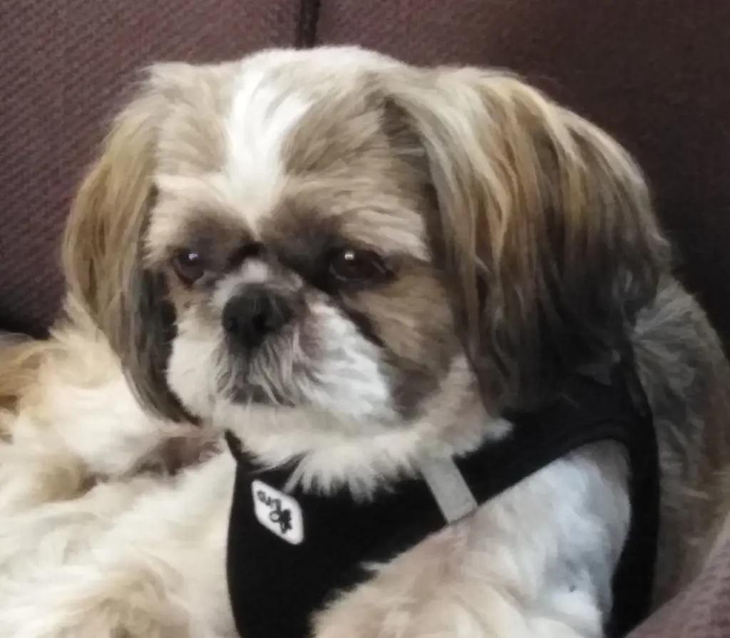 Condolence image of Heidi
