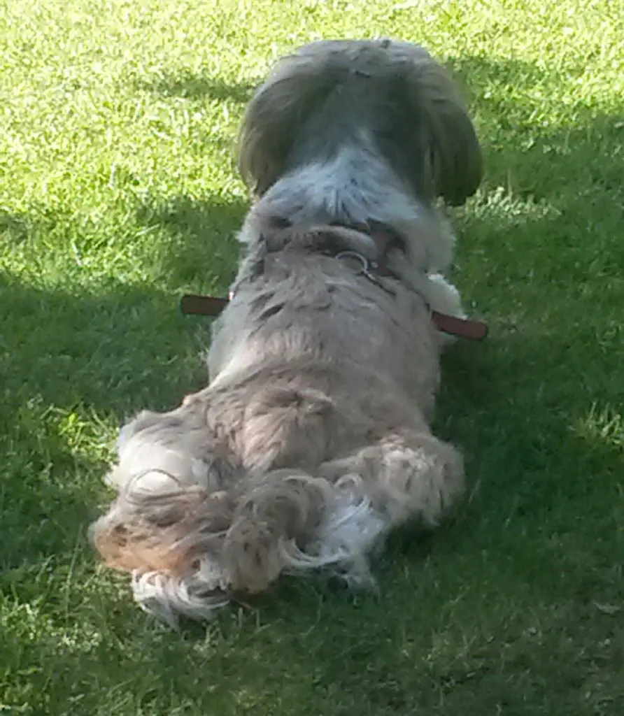 Condolence image of Heidi