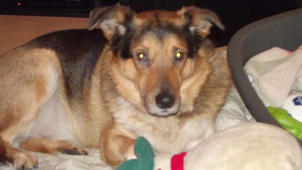 Image from Benji