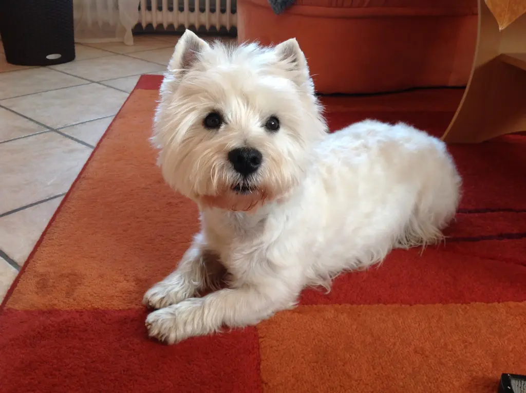 Condolence image of Silke