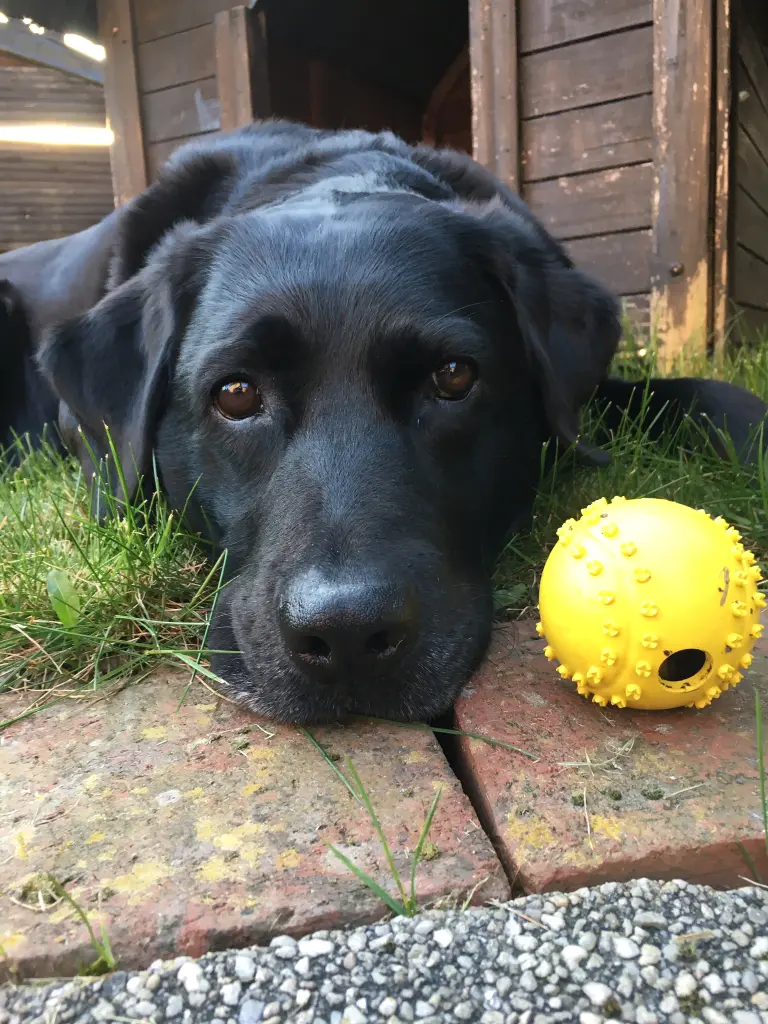 Image from Sammy 