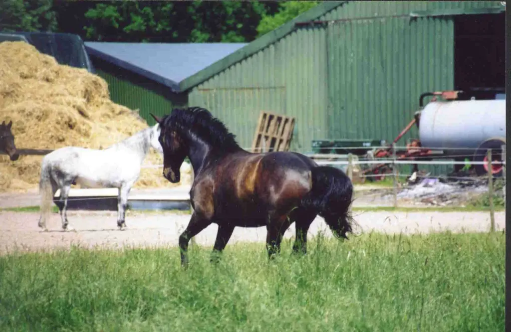 Image from Bubi