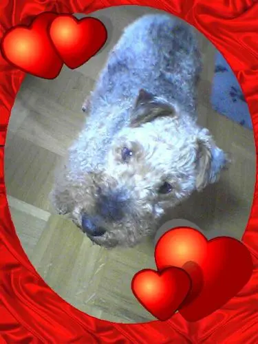 Image from Donja