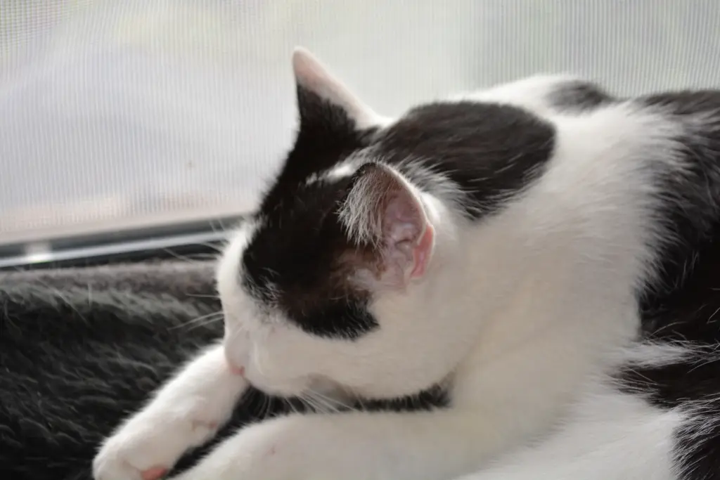 Bild von Nefertari