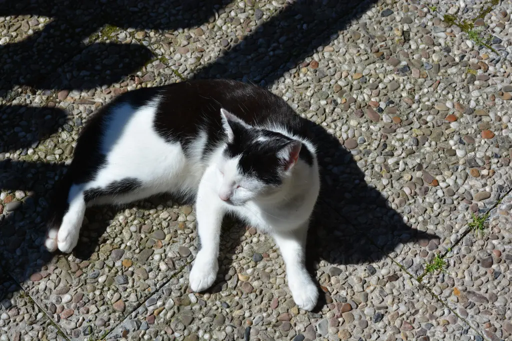 Bild von Nefertari