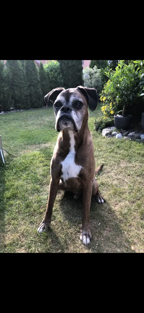 Image from Oscar