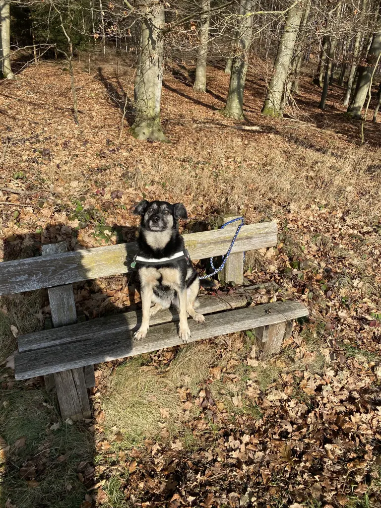 Image from Stella