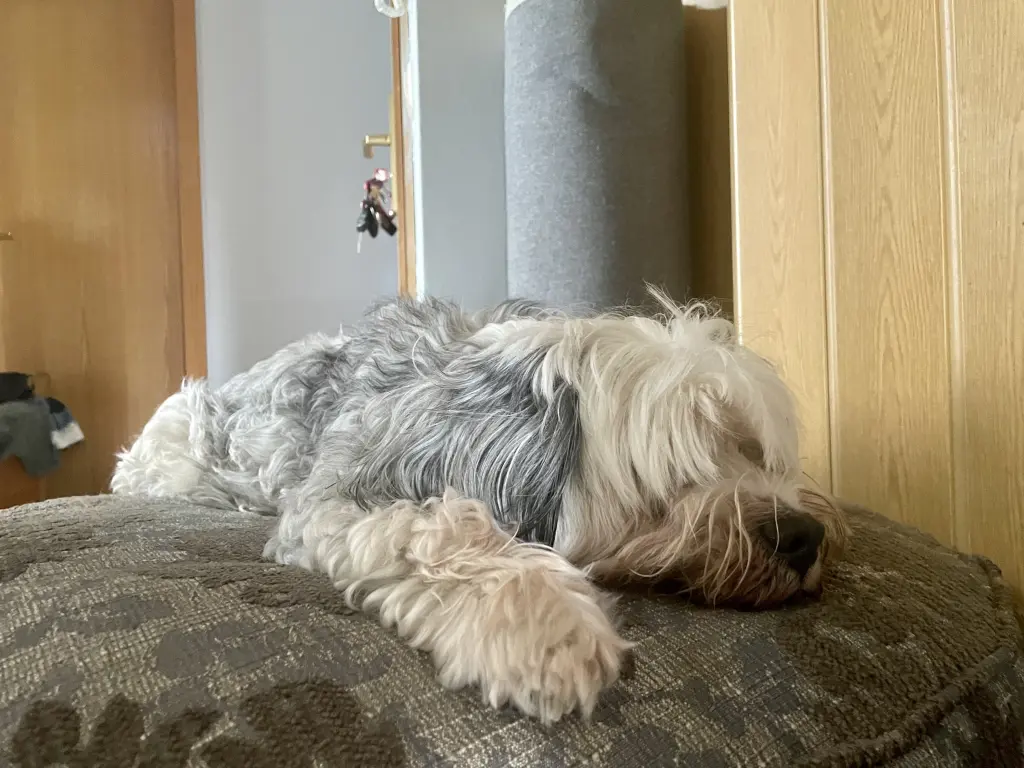Image from Shadow