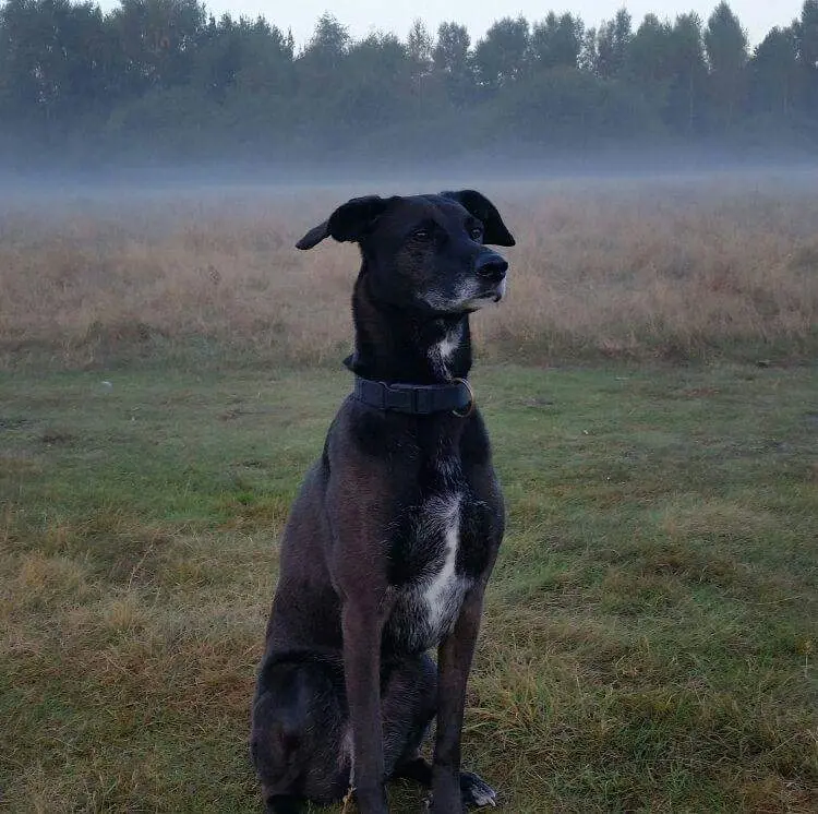 Condolence image of Bianca mit Seelenhund Flocke❤
