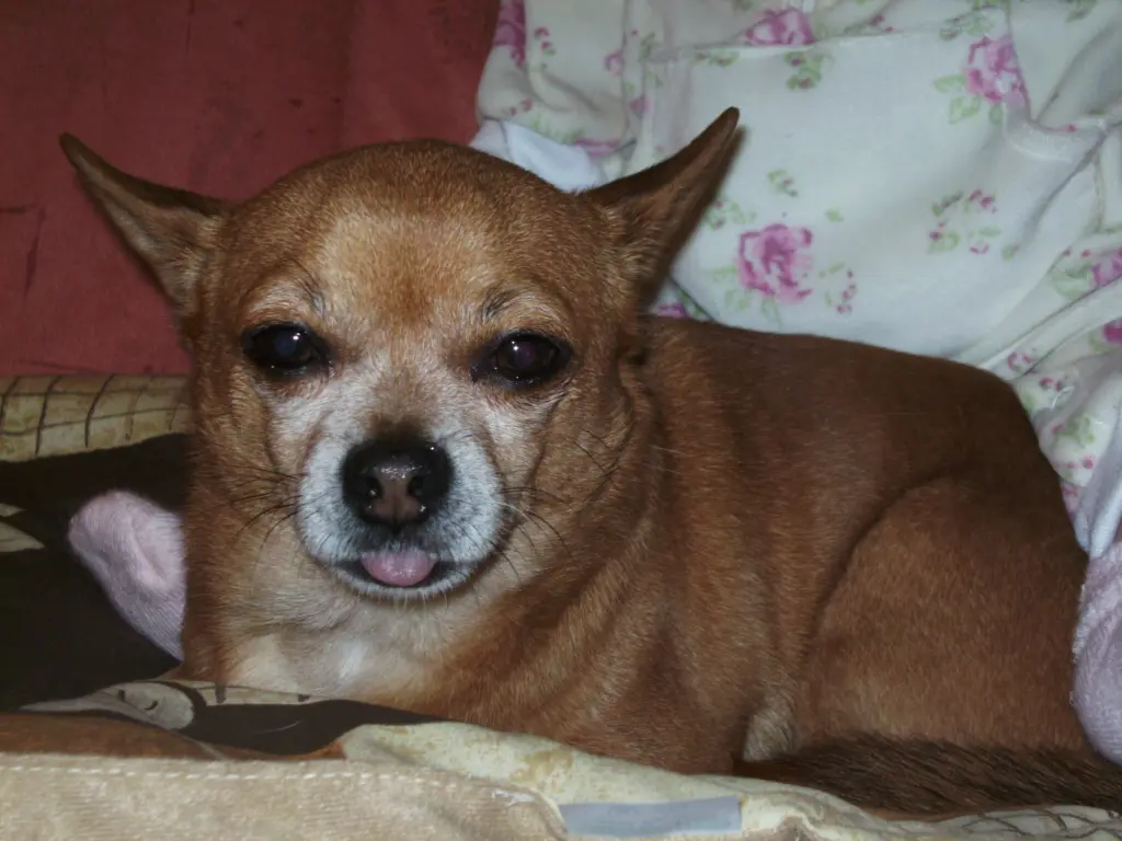 Condolence image of Irene mit Seelenhund * Jimmy * ganz tief im Herzen