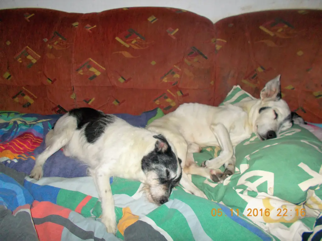 Image from Filou