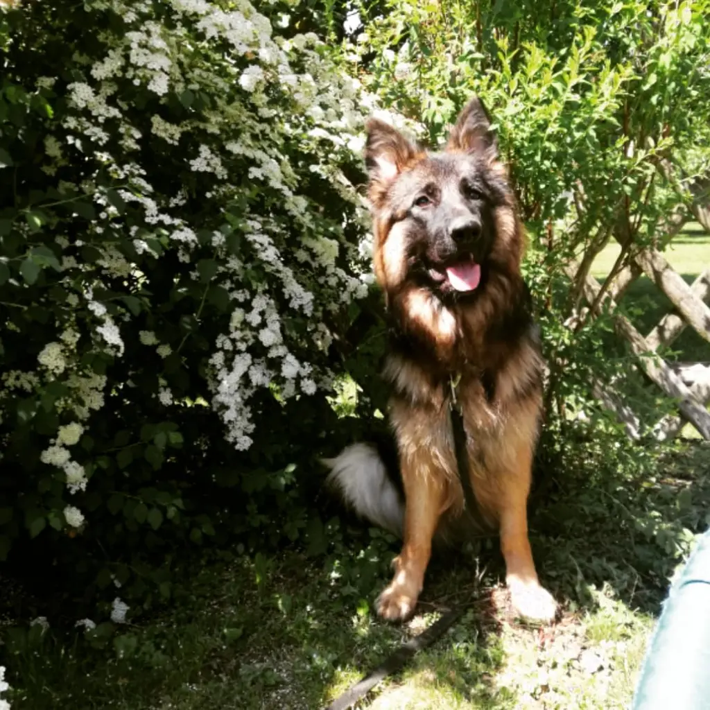 Condolence image of Damaris mit Yuki im Herzen ❤️