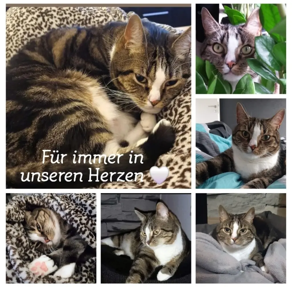 Condolence image of In ewiger Liebe ❤️ Mami ❤️