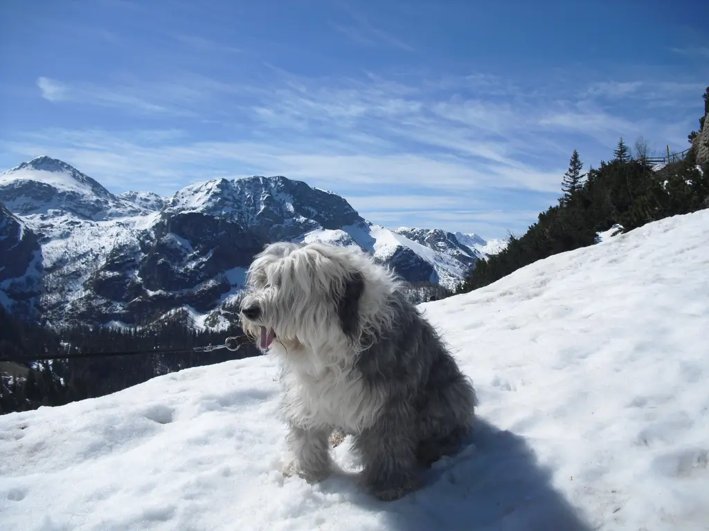Image from Bobo