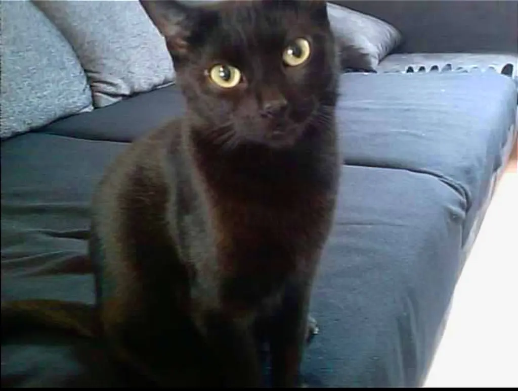 Image from Dobby