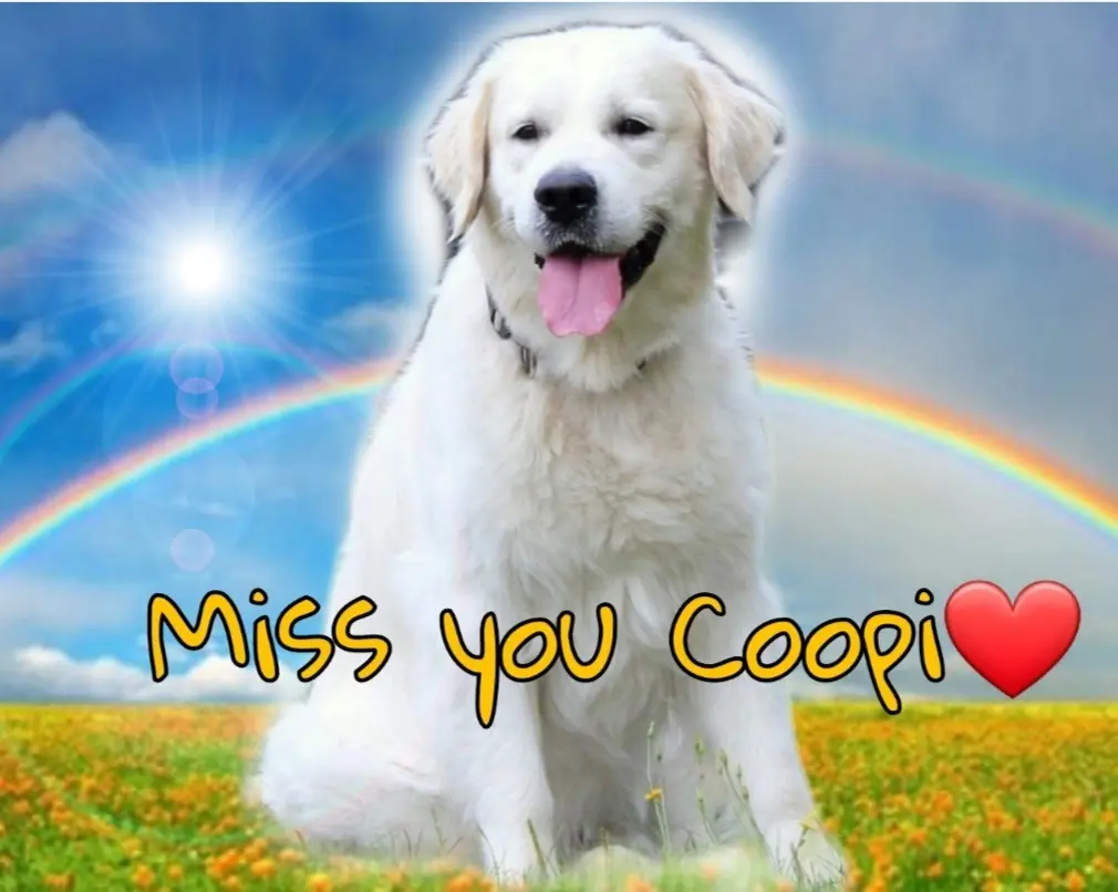 Image from Cooper