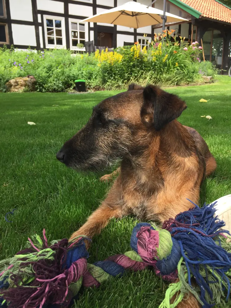 Image from Garden