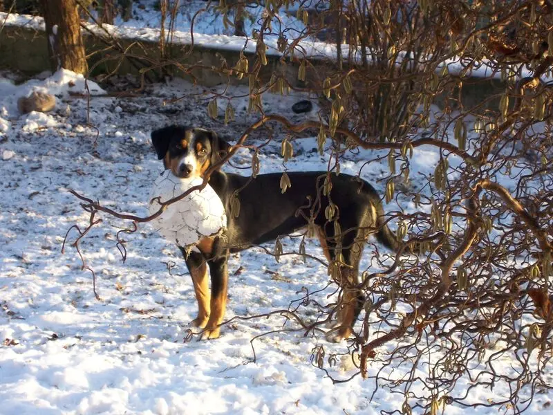 Image from Asti