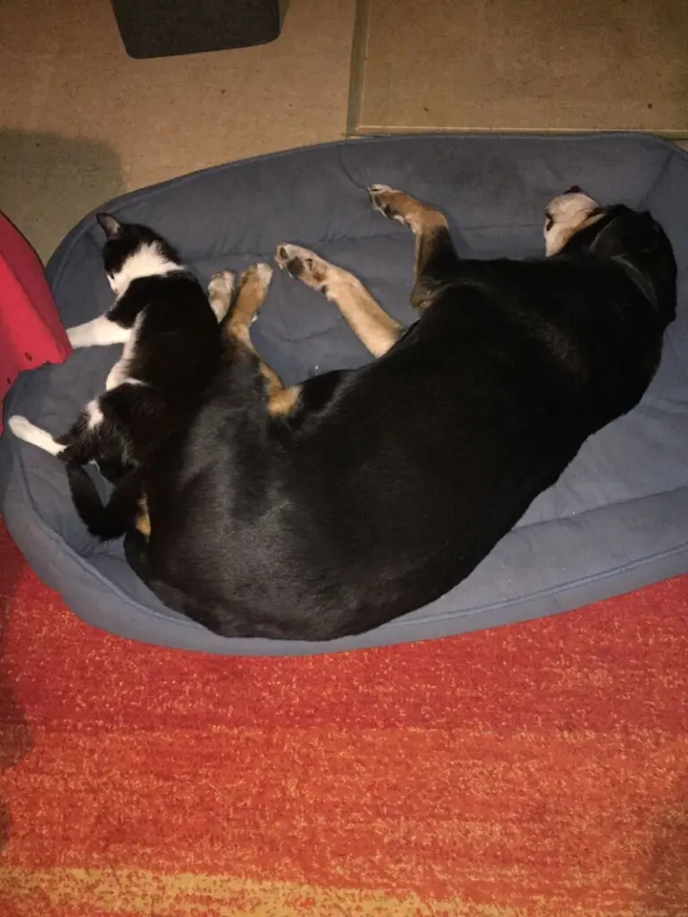 Image from Asti