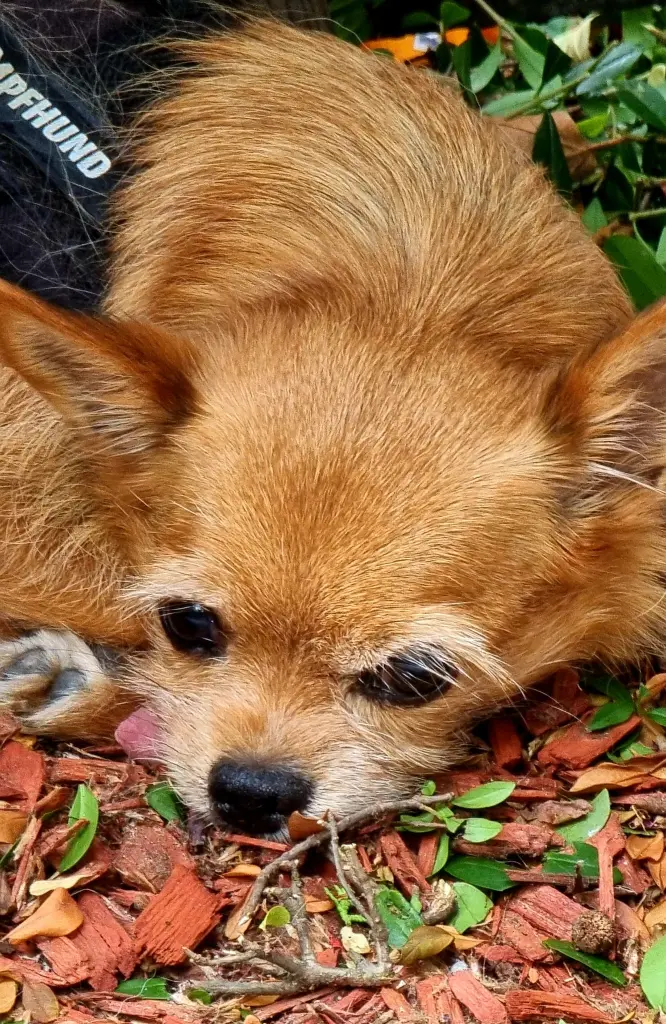 Condolence image of Ute