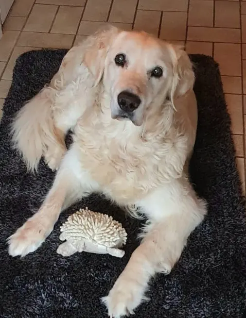 Condolence image of Katja