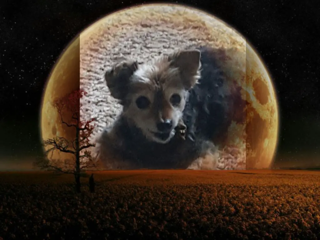Condolence image of Dein Frauchen