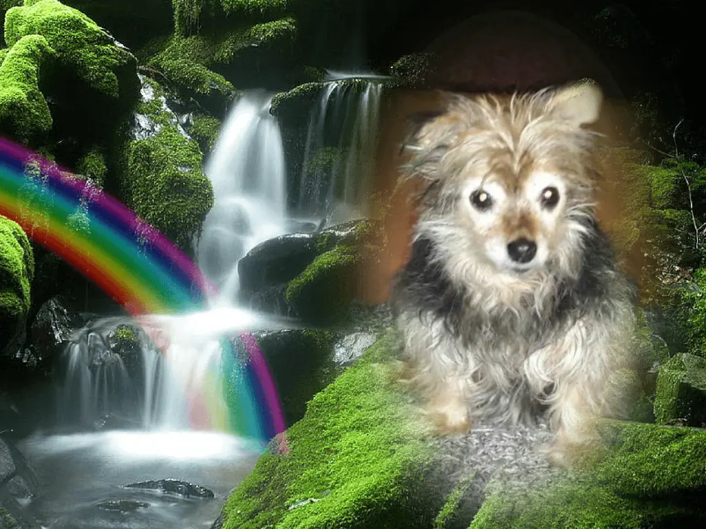 Condolence image of Dein Frauchen