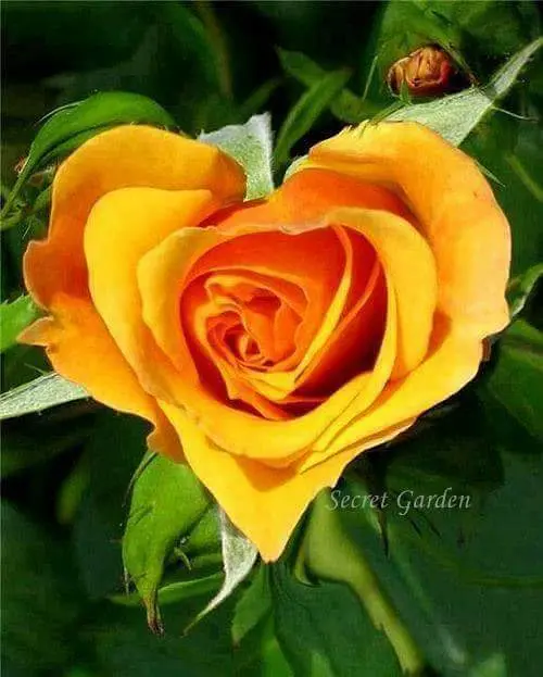 Condolence image of Sandra