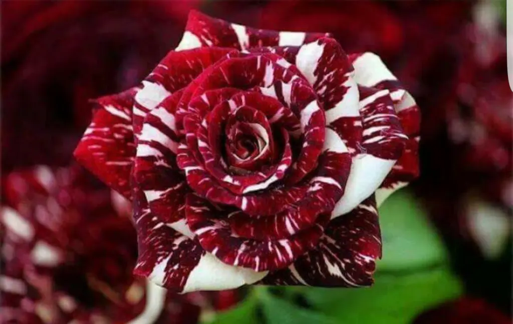 Condolence image of Dein Frauchen