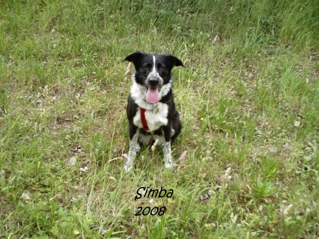 Image from Simba