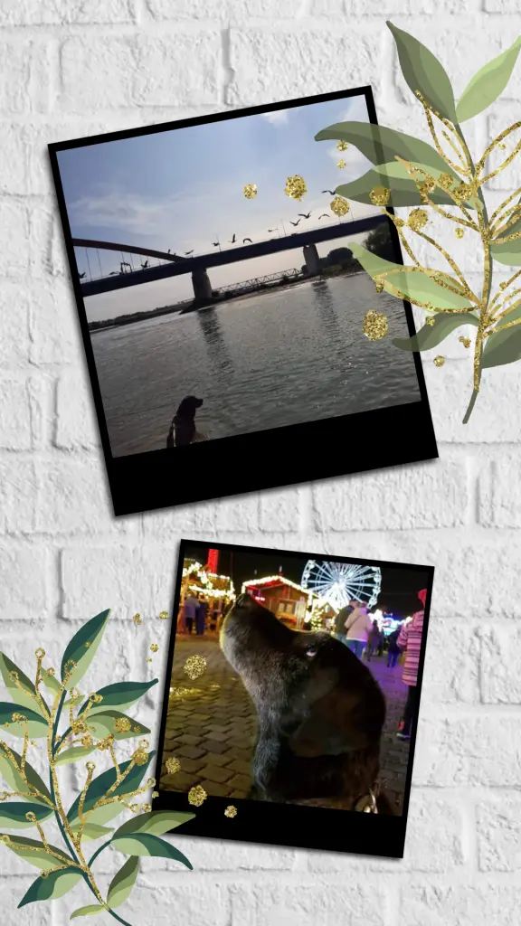 Image from Tigger