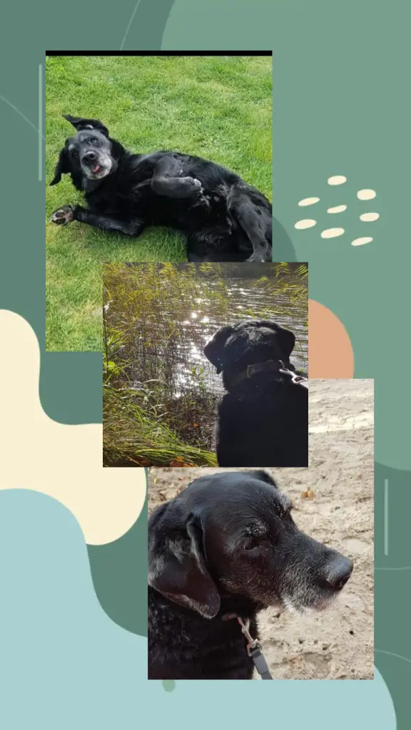 Image from Tigger