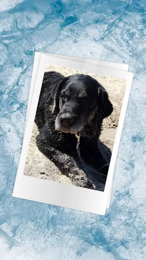 Image from Tigger