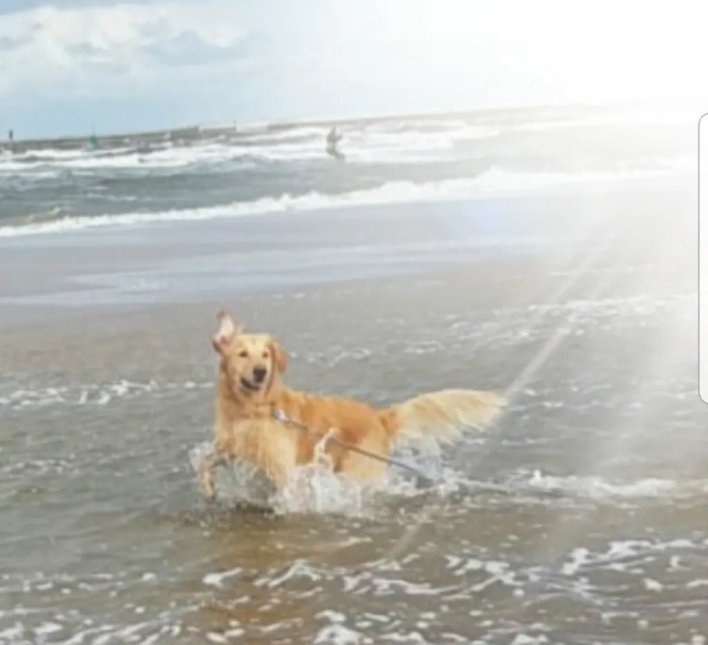 Image from Balu 