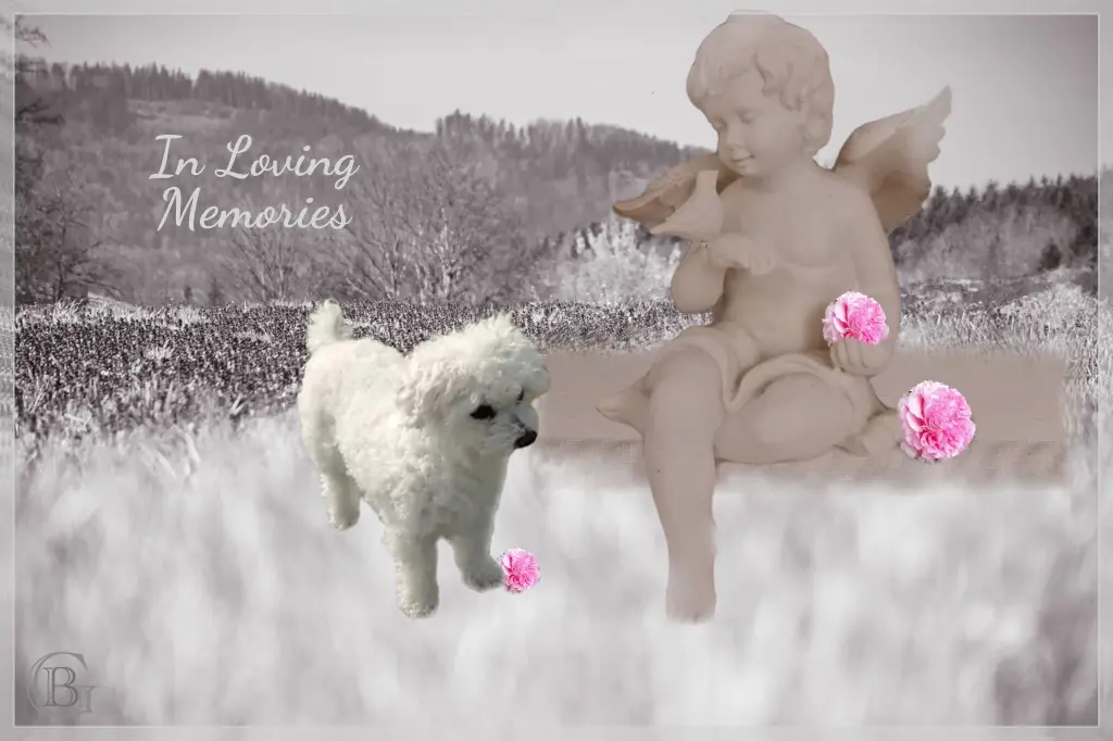 Condolence image of Snowy ❤️