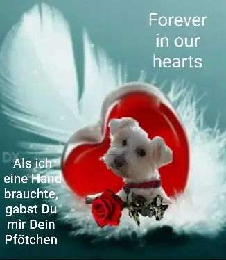 Condolence image of Krzysztof und Ewa mit Jacki tief im Herzen ❤