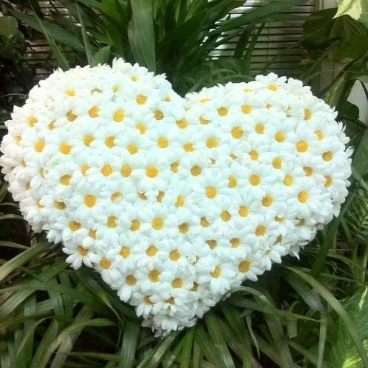 Condolence image of Für meine geliebte Fellnase ♥️⭐♥️