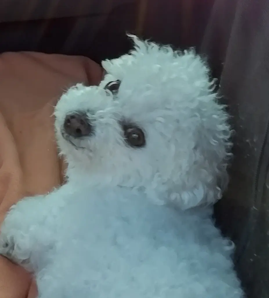 Condolence image of Von Snowy ❤️