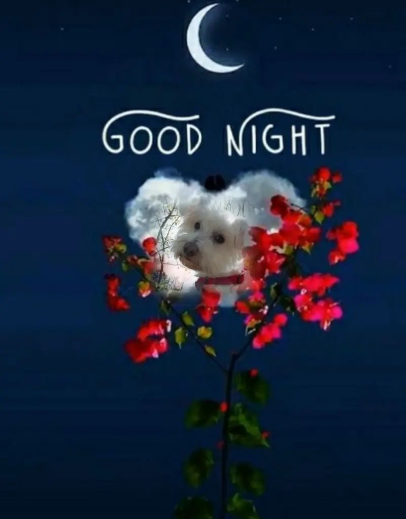 Condolence image of ⭐Abendgruß⭐
