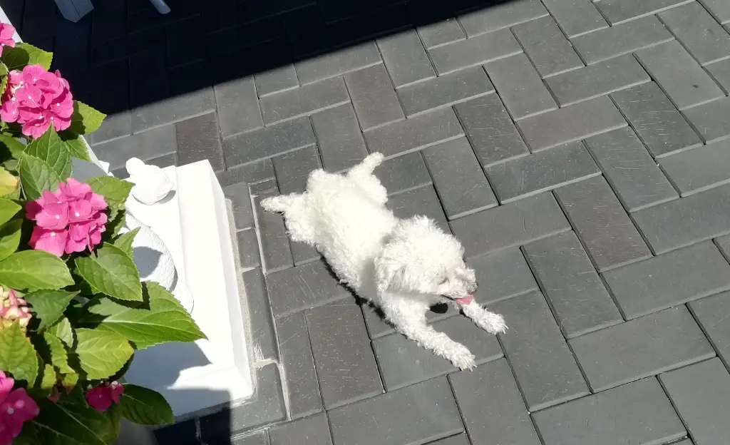 Condolence image of Snowy ❤️