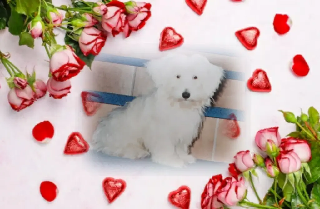 Condolence image of Ewa und Krzysztof mit Jacki tief im Herzen ❤