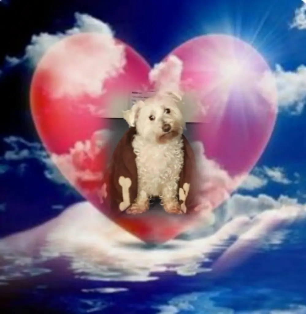 Condolence image of Ewa und Krzysztof mit Jacki tief im Herzen ❤