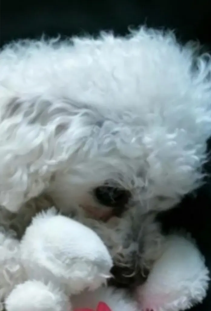 Condolence image of Gaby mit Snowy im Herzen ❤️