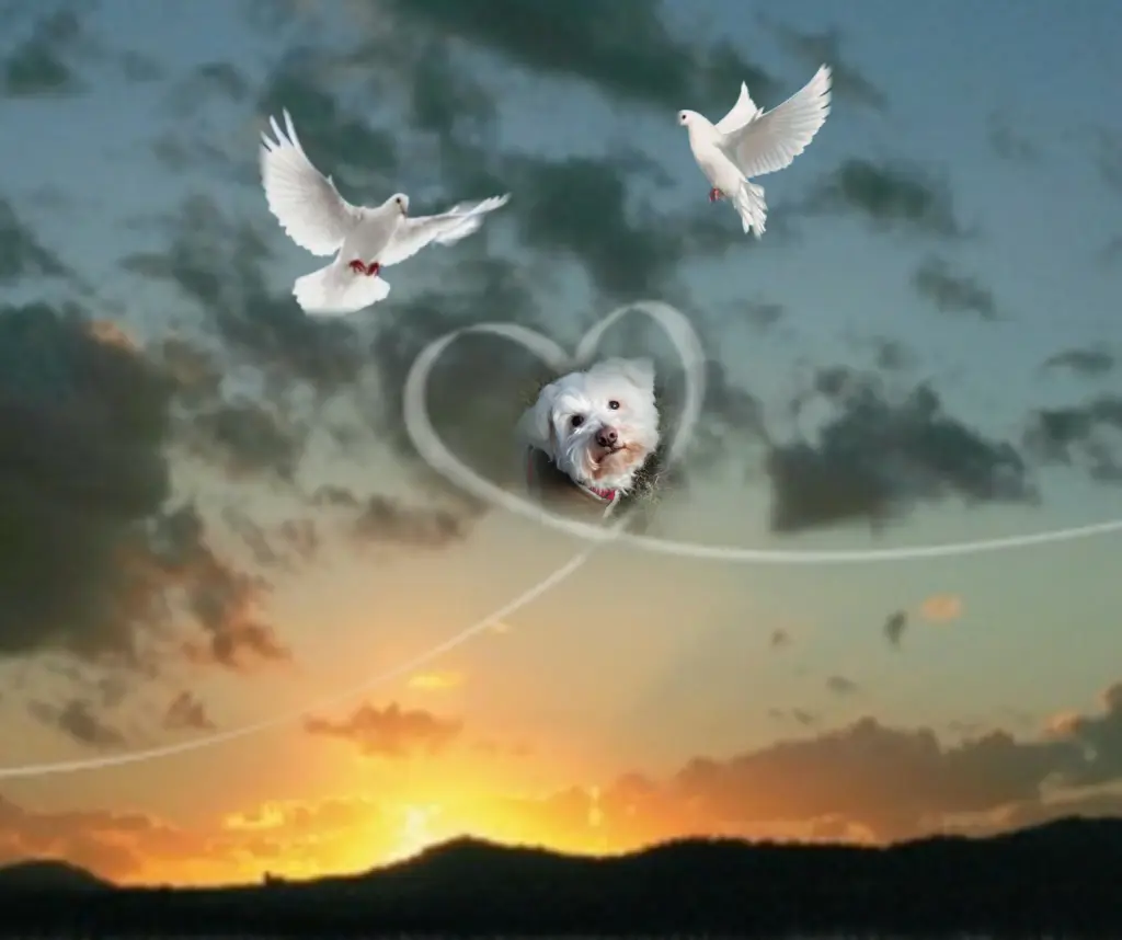 Condolence image of ⭐Gute Nacht Samy❤⭐
