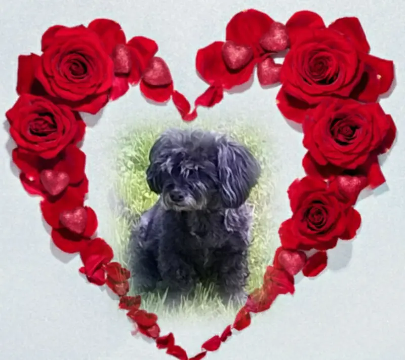 Condolence image of Fiby ❤️
