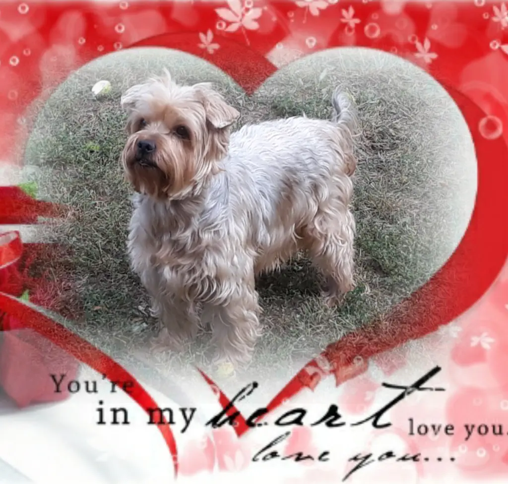 Condolence image of Ewa & Krzysztof mit Jacki tief im Herzen❤